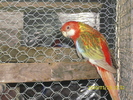 Mascul-Rosella-Rubin