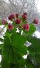 Australian Pink Rosebud