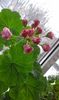 Australian Pink Rosebud