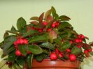 Gaultheria procumbens