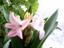IMG00516