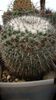Mammillaria chinocephala