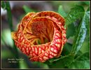 Abutilon BB