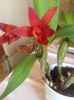 Red Pearl "Red Dragonfly"