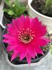 Rebutia