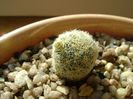 Mammillaria schiedeana ssp. giselae