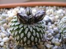 Turbinicarpus pseudopectinatus