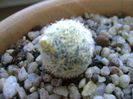 Mammillaria schiedeana ssp. giselae