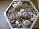 Grup de 4 Epithelantha & Lithops
