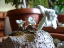 Sinningia leucotricha