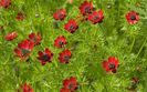 Adonis annua L seminte