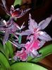 Odontoglossum Massai Red 2017.02.15