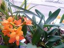 cattleya shinfong little sun golden boy rth. 2017.02.18 2 - Copy