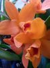 cattleya shinfong little sun golden boy rth. 2017.02.18 4