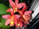 cattleya rosie C 2017.02.17 - Copy