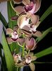 Cymbidium caramel 2017.02.14