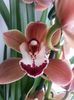 Cymbidium caramel 2017.02.12 2