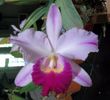 C walkeriana 'Carmela' X Blc Good News