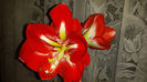 amaryllis rosu