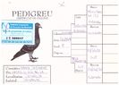 Pedigree-566547