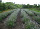 lavanda angustifolia sevtopolis