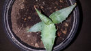 Agave deserti var simplex