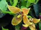 Helios Azteck clematis seminte