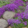 Rock cress Aubrieta deltoidea creste foarte bine si printre pietre