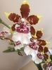 floare Colmanara Jungle Monarch