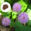 Mimosa pudica