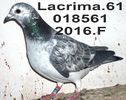 2016.018561.F FIICA BADIN-034+cuca arhi MATCA