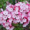 Kalmia Latifolia – Montain Laurel - familia Dafin