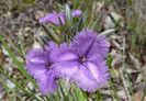 Thysanotus Multiflorus