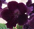 Streptocarpus Franken Abby