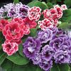 Gloxinia F1 Brocade Double Mix