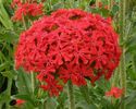 Maltese Cross - Lychnis Chalcedonica seminte