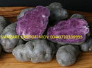 CARTOFI MOV VANZARE 0721339995 cartofi violet cartofi albastri Consum samanta cartofi