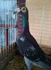 Photo0530