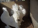 SAM_1109