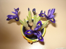 IRISI