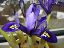 IRISI