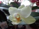 Phalaenopsis