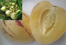 Solanum muricatum- Pepino-seminte-pepenele pară(rom), dinnyebokor(hun), Sweet melon, melon shrub(eng