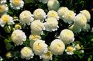 Cherysanthemum Tanacetum parthenium ‘Snowball’ albe (crizanteme mici)