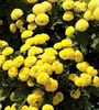 Cherysanthemum Tanacetum Parthenium ‘Golden Ball’ crizanteme mici perena seminte