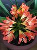 Clivia