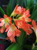 Clivia