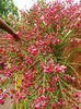 Cytisus  Hollandica