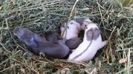 2 janeti albastru - adoptați