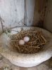 A doua serie de oua pe anu asta :))
